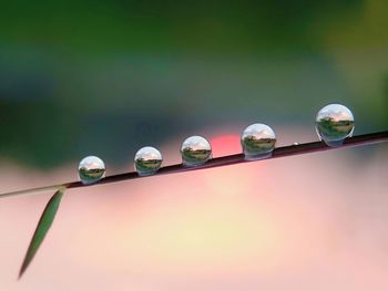 Close-up of spheres on stem