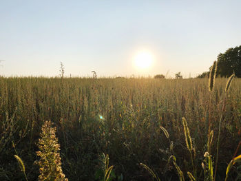 Scenic view of field against clear sky during sunset