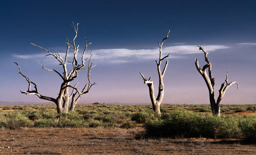 Bare tree on field against sky