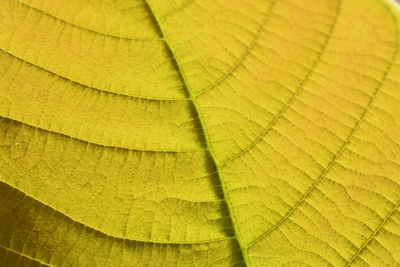 Close-up of yellow leaf