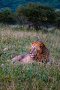 Lioness sitting on field