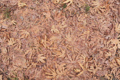 High angle view of dried leaves on plant
