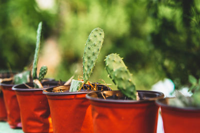 Various cactus and succulent plants in pots. potted cactus house plants on brown shelf in outdoor.