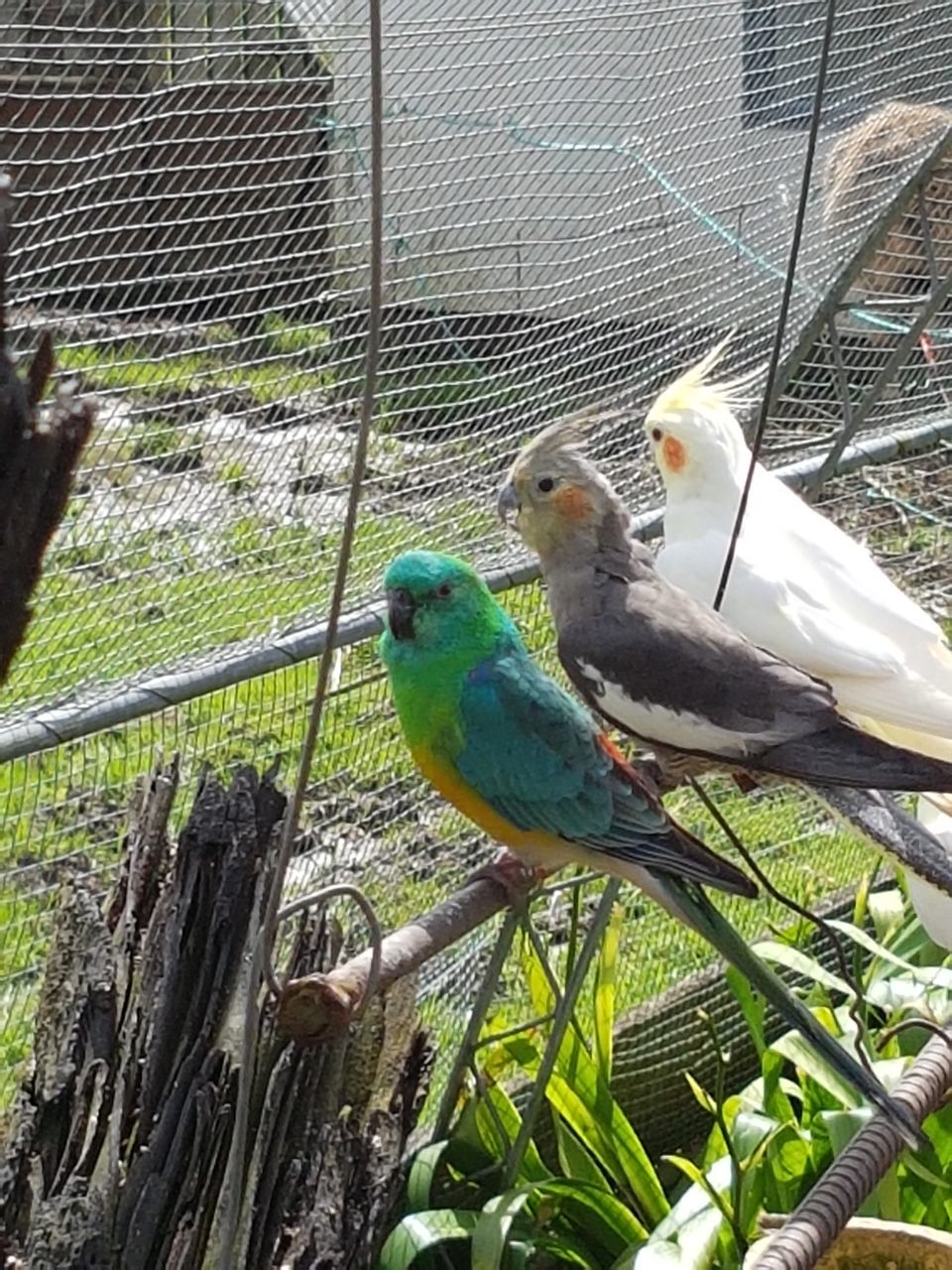 CLOSE-UP OF BIRD PERCHING ON CAGE