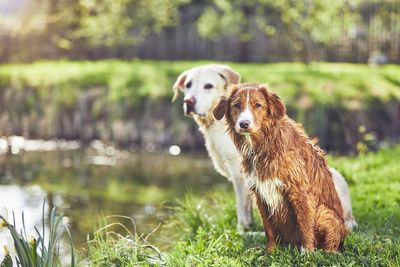 Dogs on field