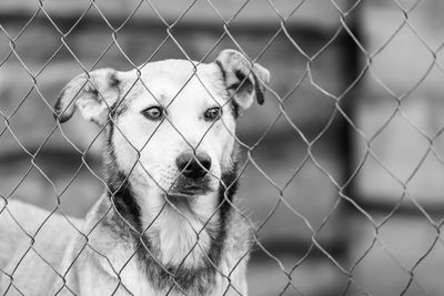 Portrait of dog seen through chainlink fence