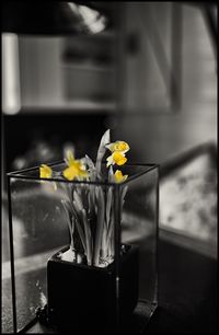 Close-up of yellow flowers