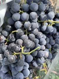 High angle view of grapes growing in vineyard