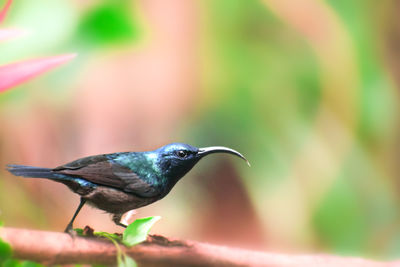 Close-up of bird perching