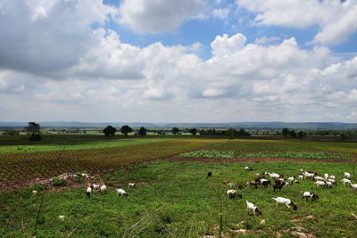 View of sheep grazing in field