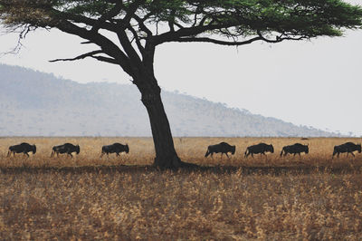 Wildebeest walking on field in forest