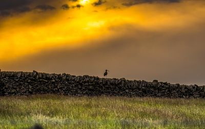 Scenic view of grassy field against sky during sunset