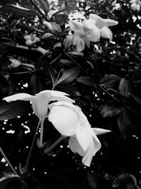 Close-up of white flowers blooming on plant