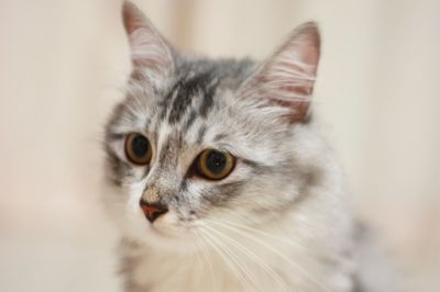 Close-up of kitten outdoors