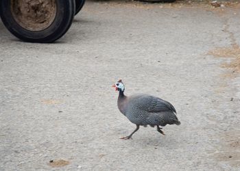 High angle view of bird walking on footpath