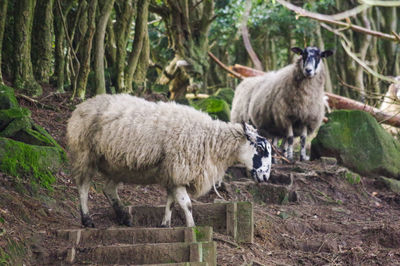 Sheep standing in forest