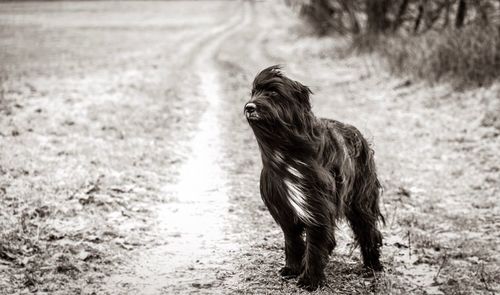 Dog standing in a field wachsam