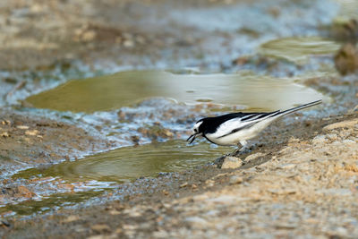 A white wagtail drinking water out of a water puddle.