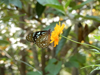 Close-up of butterfly pollinating on flower in kerala, india.