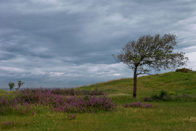 Scenic view of flowering trees on field against sky