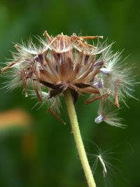 Close-up of butterfly on flower