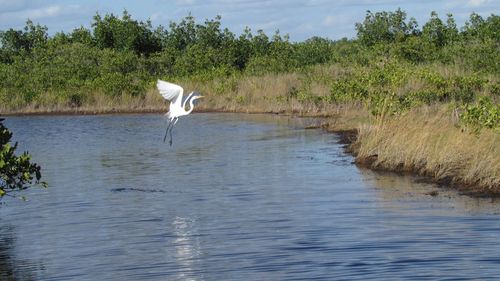 Bird flying over river