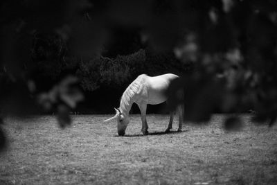 Horse grazing on field