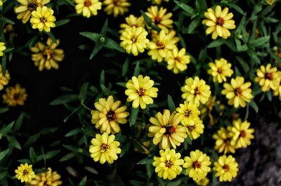 Close-up of yellow flowering plants