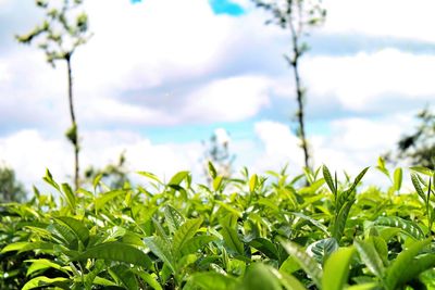 Close-up of fresh plants in field against sky