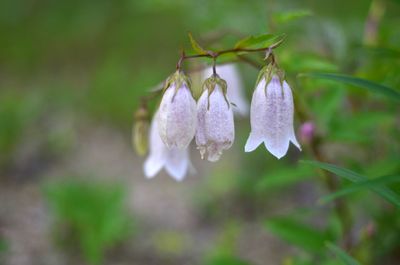 Close-up of purple flowering plant