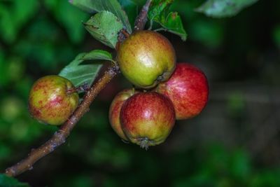 Close-up of apples on tree