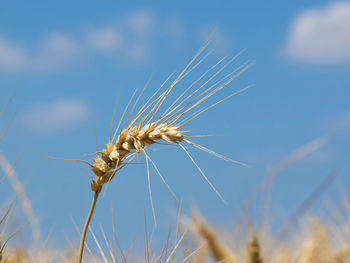 Close-up of wheat growing on field against sky