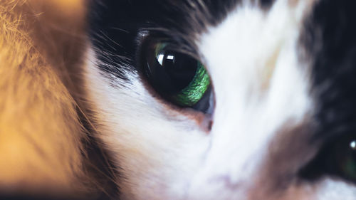 Close-up portrait of cat