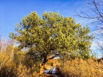 Empty dirt road by tree amidst plants on field against blue sky