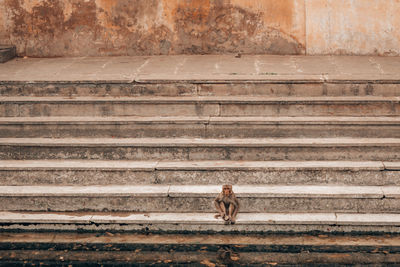 A monkey social distancing in jaipur, india.