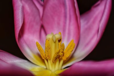 Close-up of pink flower blooming outdoors