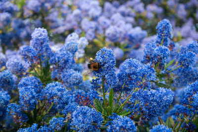 Close-up of small blue flowers