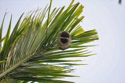 Close-up of bird nest against sky