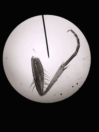 Insect leg and needle seen through microscope