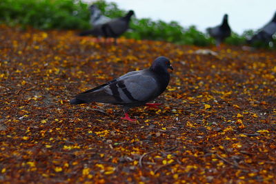 Close-up of pigeons on field during autumn
