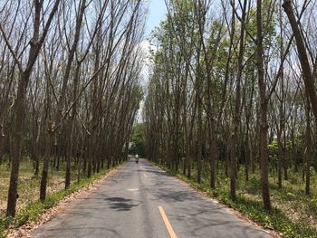 Road amidst trees in forest