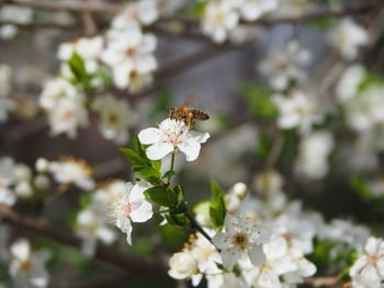 Close-up of insect on cherry blossom