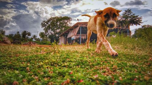 Portrait of dog on field against sky