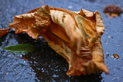 Close-up of dry leaves on wet asphalt