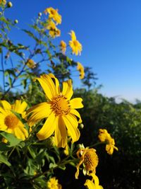 Close-up of yellow flowering plant against clear sky