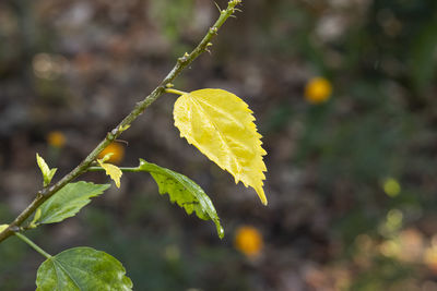 Close up of yellow leaf of hibiscus falling from the tree in autumn