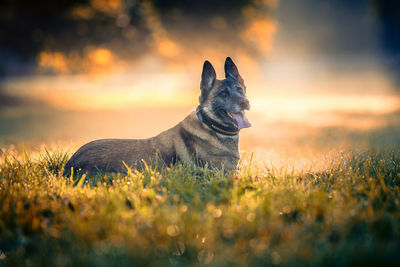 Dog sitting on field at park