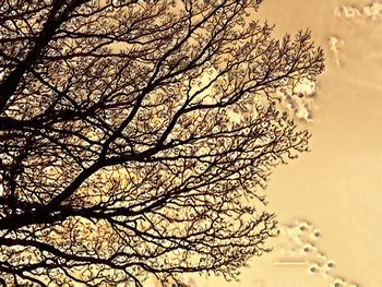 Close-up of flower tree against clear sky