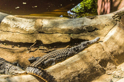 High angle view of crocodile in sea at zoo