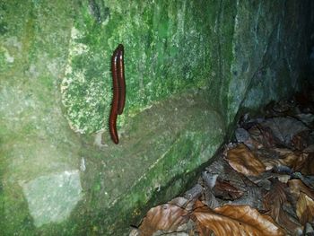 Close-up of a reptile on rock